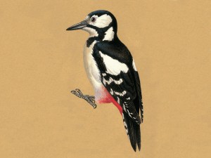 Great Spotted Woodpecker, courtesy of BWPi