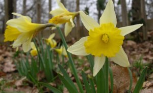 Wild Daffodil (Narcissus pseudonarcissus) courtesy of Natural History Museum - http://www.nhm.ac.uk/index.html