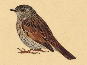 129010_P004_Dunnock Juvenile Dunnock (Prunella modularis)