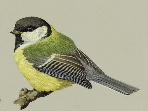 146036_P003_GreatTit Juvenile Great Tit (Parus major)