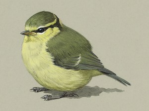 146043_P004_BlueTit Juvenile Blue Tit (Cyanistes caeruleus or Parus caeruleus)