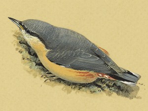 147001_P003_Nuthatch Juvenile Nuthatch (Sitta europaea)