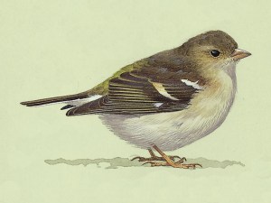 161001_P005_Chaffinch Juvenile Chaffinch (Fringilla coelebs)