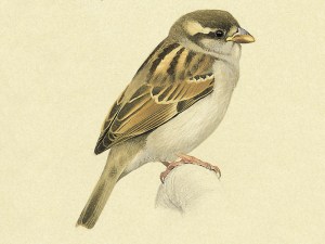 163023_P004_HouseSparrow Juvenile House Sparrow (Passer domesticus)