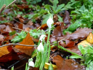 Woodland Snowdrop (Galanthus_nivalis) in bloom