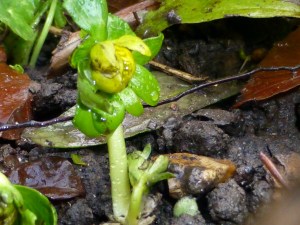 Winter Aconite (Eranthis_hyemalis) in bloom