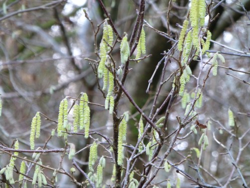 Hazel catkins flowering