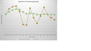 Blackthorn First Flowering (locally) as of 2013