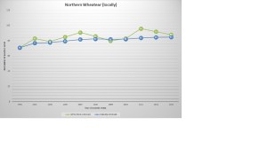Northern Wheatear (locally
