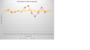 Wild Daffodil First Flowering (locally) as of 2013