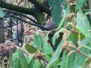 The not so rare, in fact annual sighting of wintering Blackcaps in our garden, a male has since joined her.