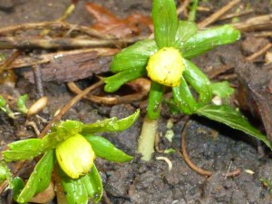 These were captured on 15th January, a day after they were first witnessed in bloom, some 3 days behind the long-term average.