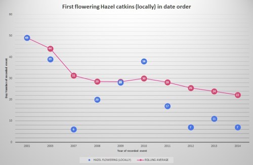 First flowering Hazel (locally) as of 2014