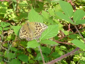 A Silver-washed Fritillary butterfly - the valesina subspecies.