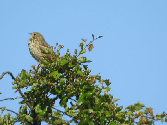 Something to sing about! Yes, I’m still around, Thanks for caring and I’ll be back&nbsp;soon.